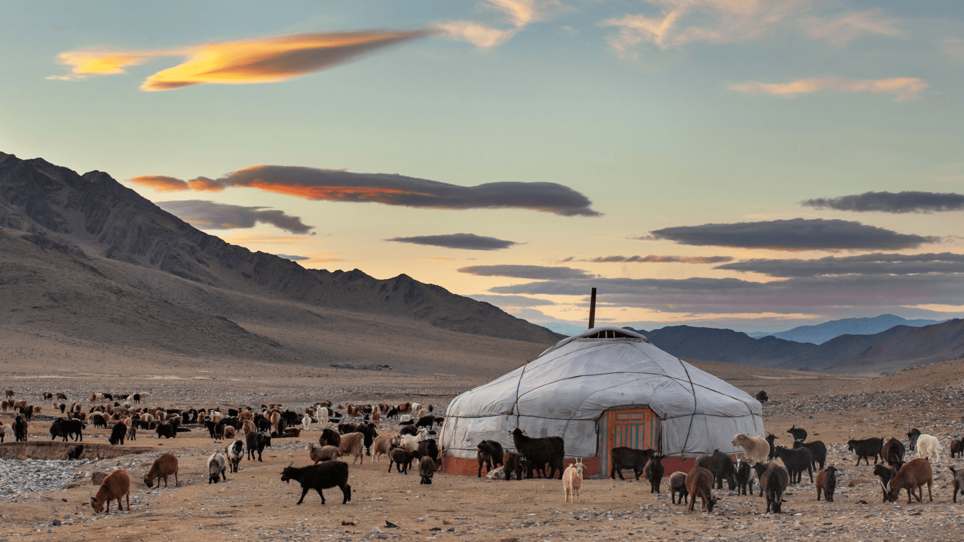Yurt in Mongolia’s mountain landscape with a herd of goats at sunset
