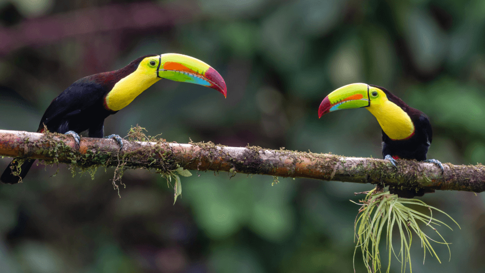 Two toucans on a branch in the tropical rainforest of Costa Rica