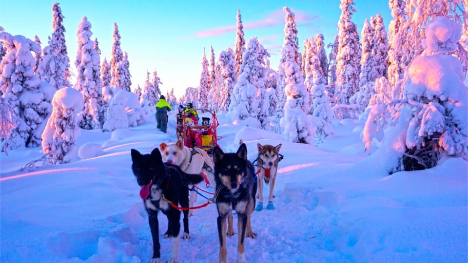 Dog sled with huskies in a snowy winter landscape in Finland