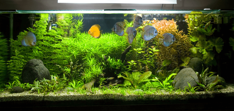 Fully planted fish tank with discus fish – preparation for safe move with an aquarium