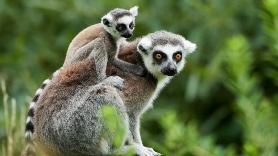 Eine Lemuren Mama sitzt mit ihrem Baby auf dem Rücken vor einem Wald in Madagaskar