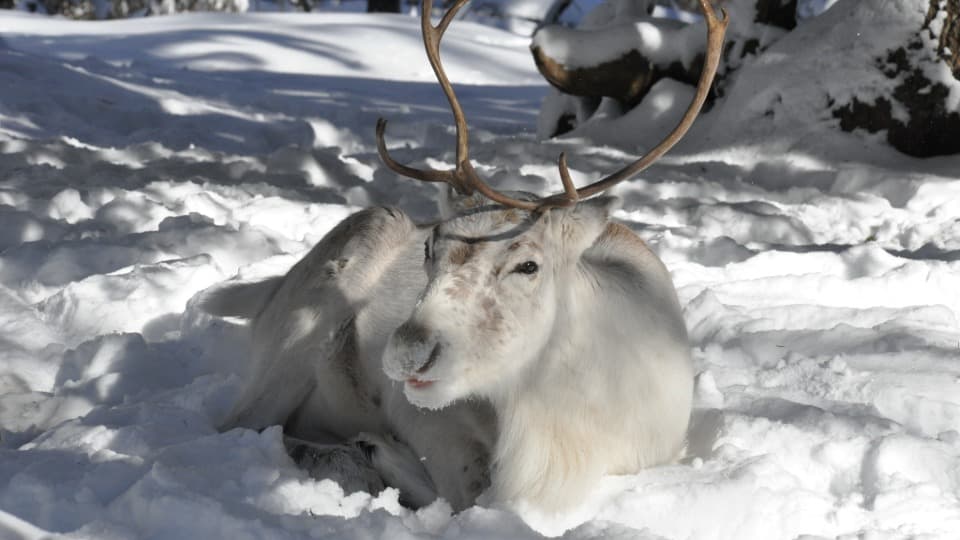 A reindeer lies in the snow in an Arctic region of Sweden