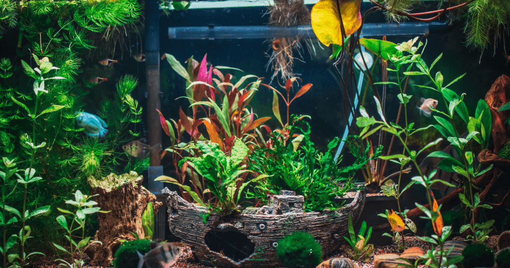 Colorful planted fish tank with ship decor – tips for safely moving with an aquarium and fish
