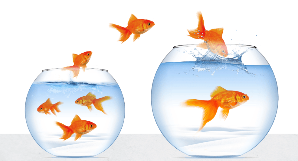 Safely transporting fish during a move with an aquarium – tips for a smooth and fish-friendly relocation