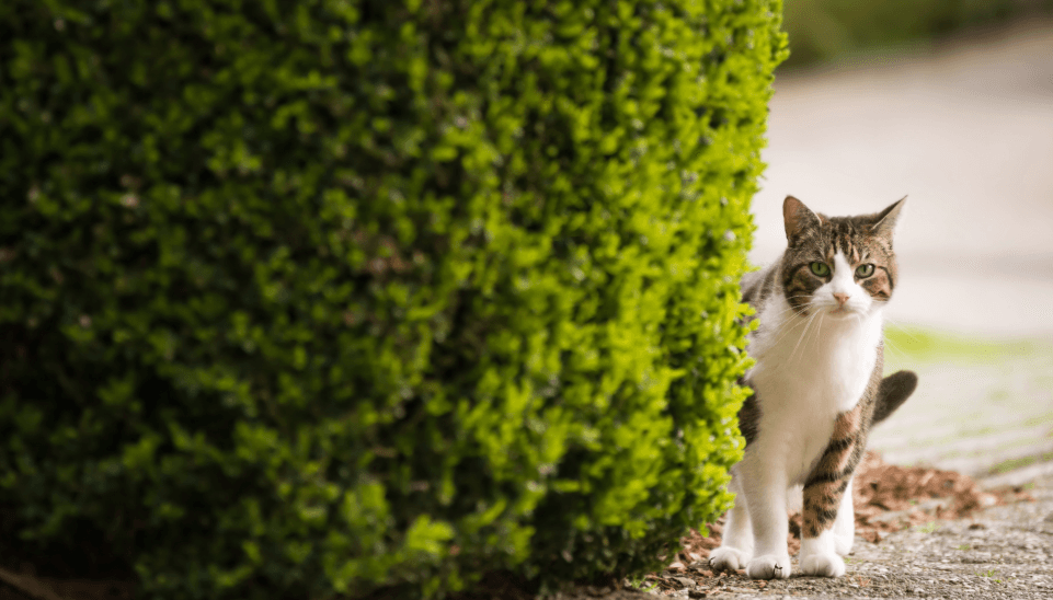 Outdoor cat explores new surroundings after moving – tips for safe relocation with cats