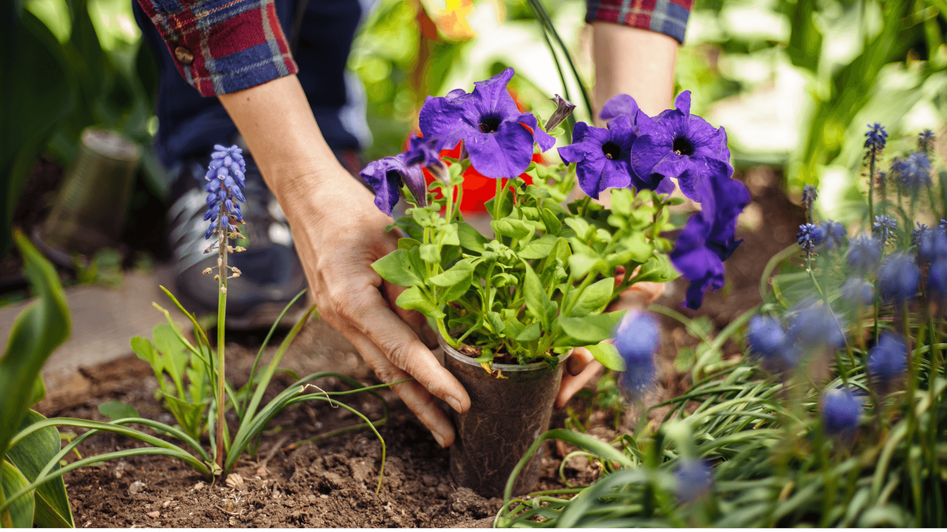 Person planting purple flowers – garden and landscape design after a move.