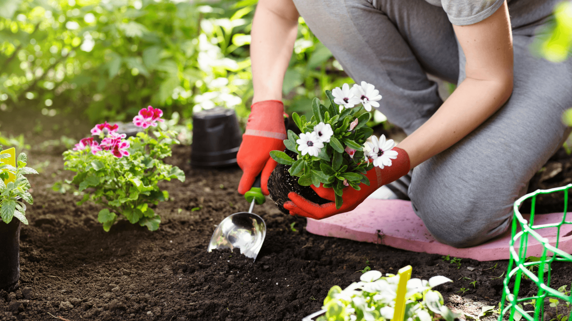 Woman planting white flowers – garden and landscape design made easy after the move.