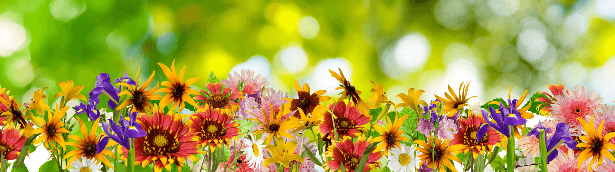 Colorful flowers in sunlight – inspiration for garden and landscape design after a move.