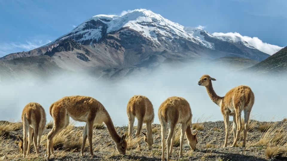 Llamas graze in the Ecuadorian highlands of the Andes.