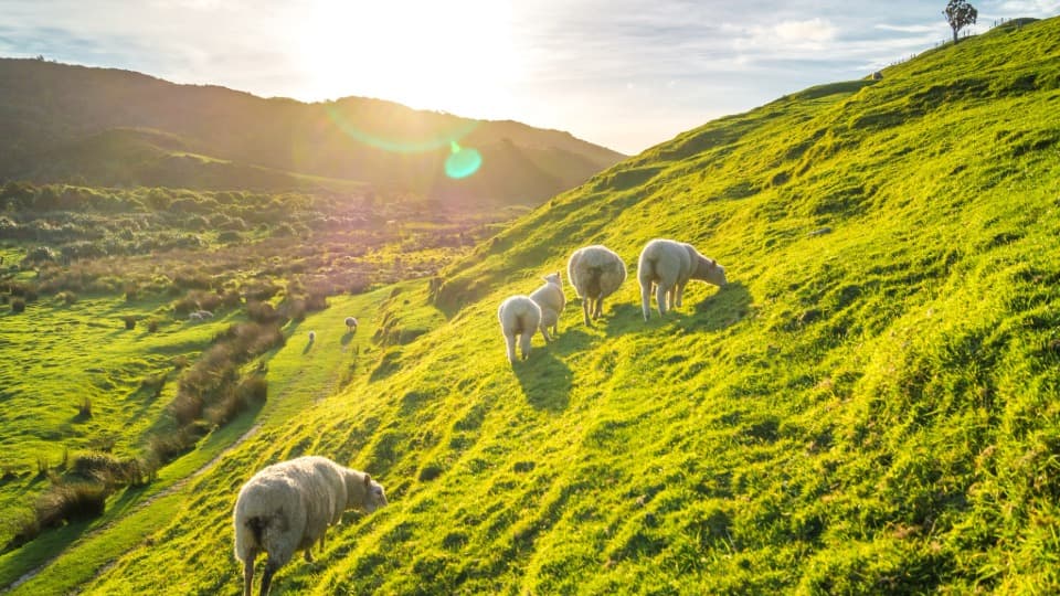 Sheep grazing on green hills in Ireland under changeable maritime climate and typical sunlight.