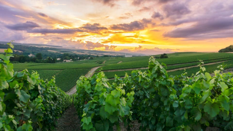 Landscape with trees and fields in Luxembourg at sunset
