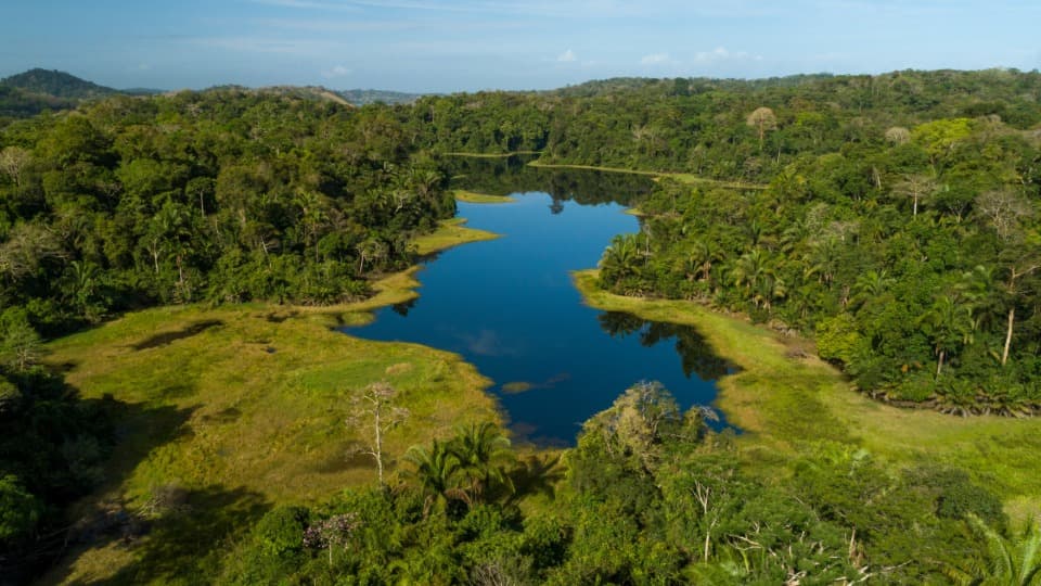 Aerial view of a rainforest in Panama