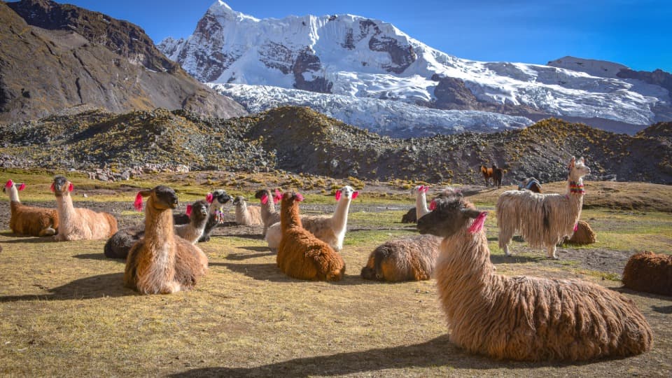 Alpakas in den peruanischen Anden vor schneebedecktem Berg bei klarem Hochlandklima