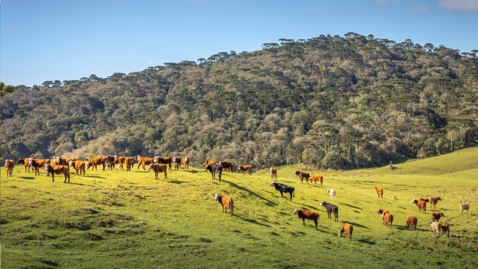 Grüne Wiesen in Uruguay, auf der Rinder grasen, mit einem Wald im Hintergrund