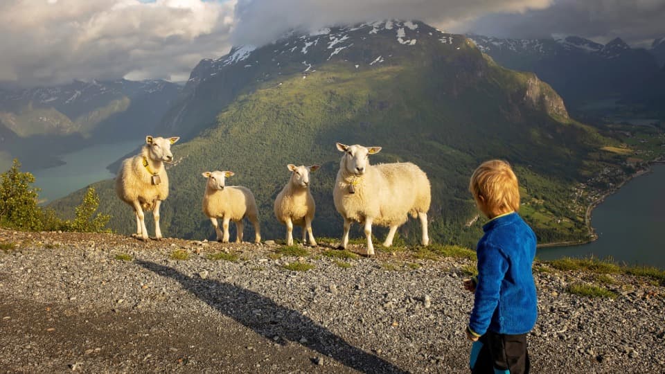 Child faces four sheep before a spectacular Norwegian fjord and mountain backdrop – embodying the spirit of "Friluftsliv.