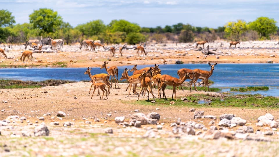 Antilopen an einer Wasserstelle, die trinken oder grasen