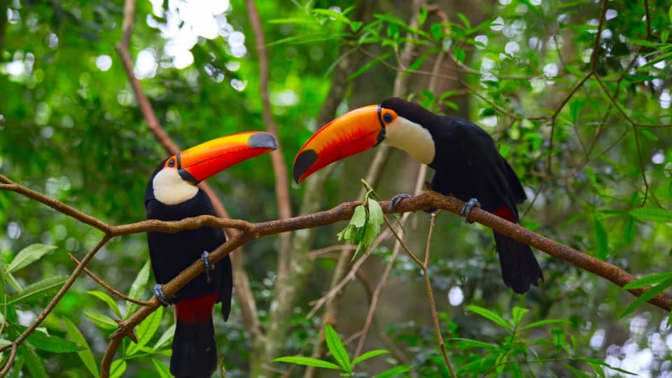 Photo of two toucans in the Brazilian rainforest