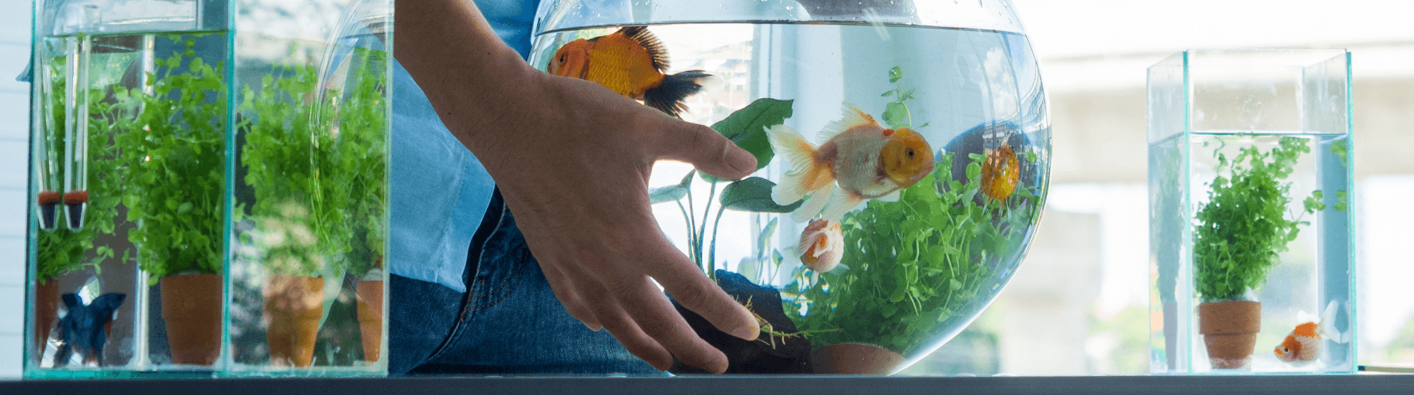 Person carrying fish tank – safe fish transport during a move with an aquarium