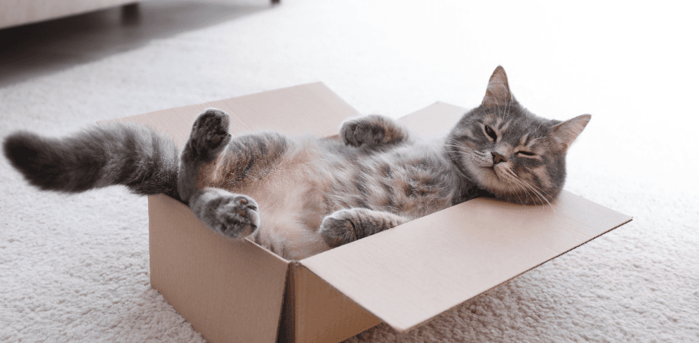 Cat relaxed in moving box – stress-free moving with cats by offering familiar hideaways