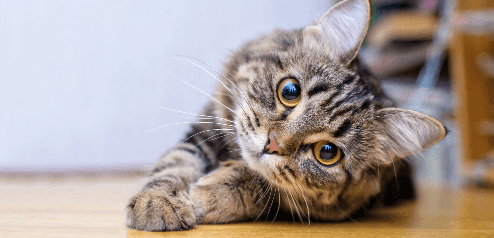 Relaxed cat lying on the floor – how to make moving with cats stress-free