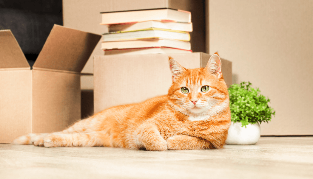 Relaxed ginger cat lying in front of moving boxes – tips for stress-free moving with cats