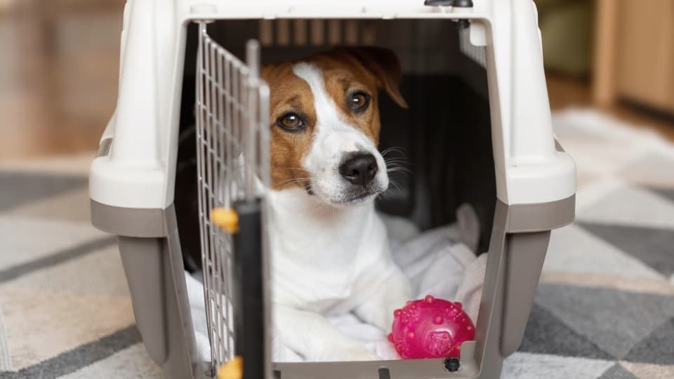 Dog in an open pet carrier with a toy at home, symbolic image for pet relocation