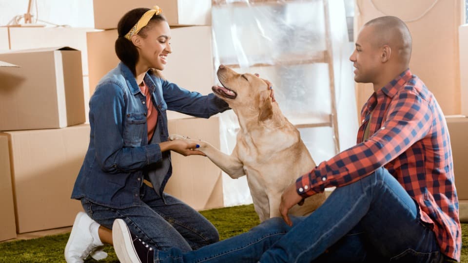 Couple with dog among moving boxes in a new home, symbolic image for pet relocation