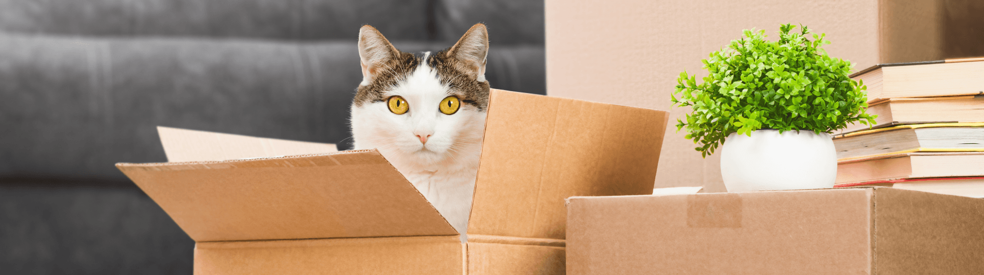 Katze sitzt in Umzugskarton – Tipps für einen stressfreien Umzug mit Katzen