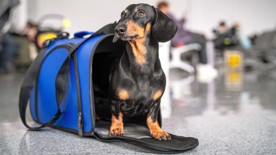 Dog in travel carrier at the airport – preparing for moving to India with pets.