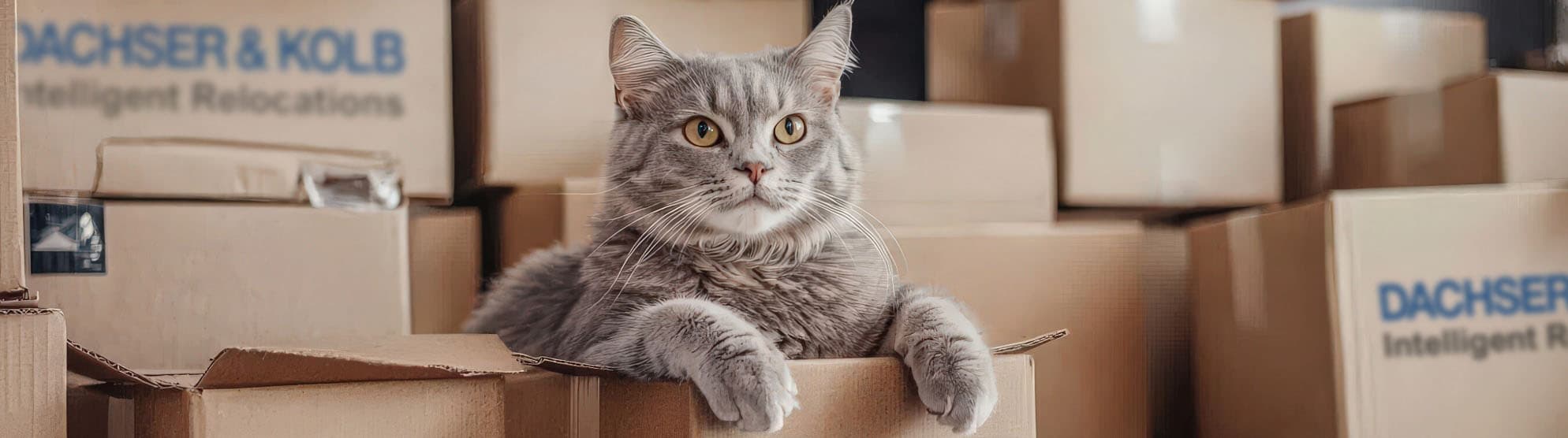 Graue Katze sitzt in Umzugskarton von DACHSER & KOLB – sicherer Umzug mit Tieren in der Schweiz.