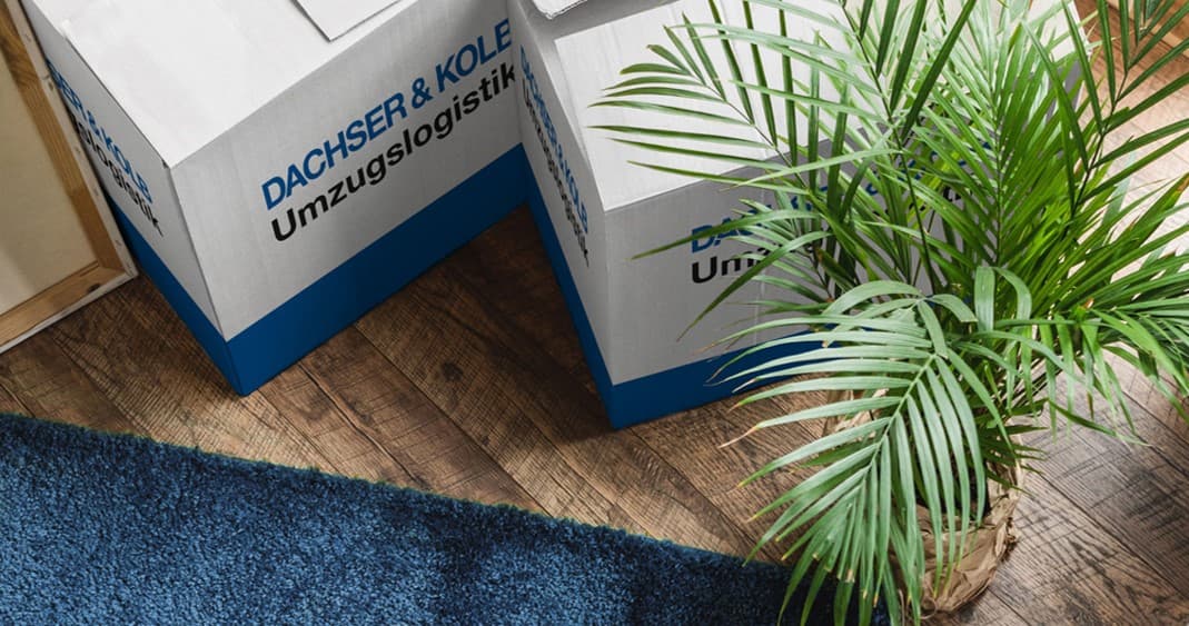 Umzugskartons auf Holzboden neben einem grünen Zimmerpflanze in heller Wohnungsecke.