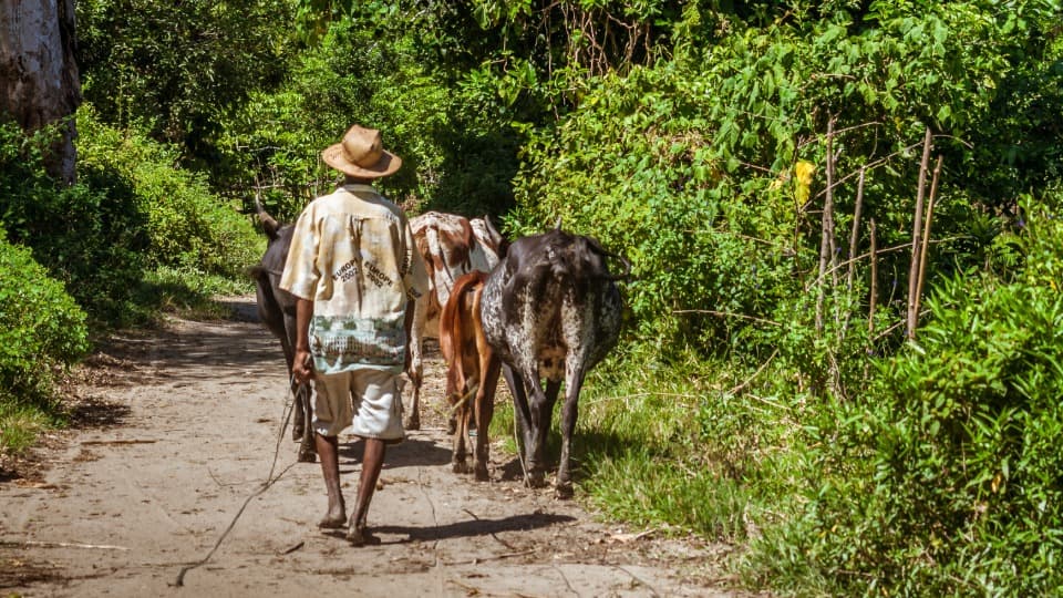 A farmer from Madagascar is herding his cattle along a road in the rainforest