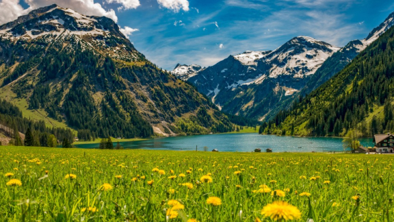 Eine blühende Wiese in einer Alpenregion in Österreich im Frühjahr mit den Alpen und einem Bergsee im Hintergrund