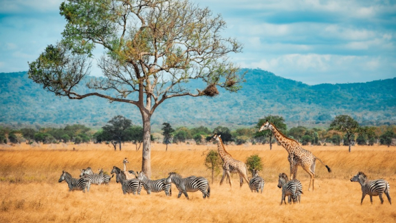 Steppe in Tansania, in der Giraffen und Zebras weiden