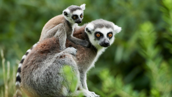 A lemur mother sits with her baby on her back in front of a forest in Madagascar