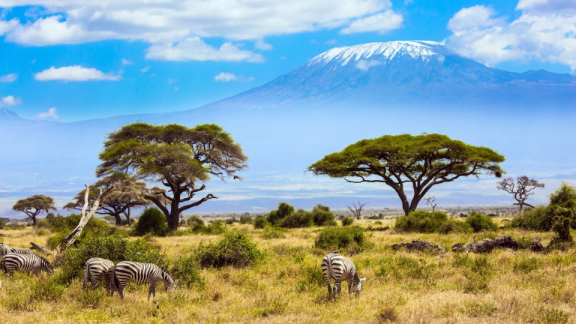 A steppe in Kenya where zebras graze peacefully under the trees.