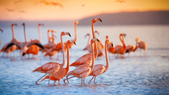 Dwarf flamingos bathe in a part of the Kenya Lake System