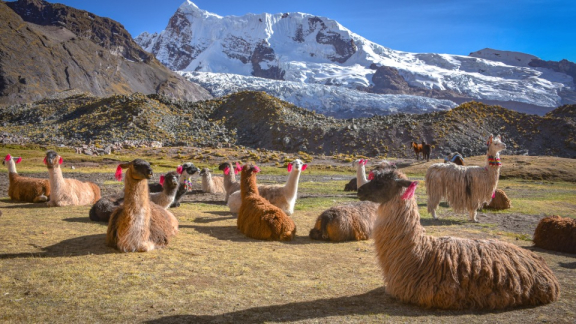 Alpacas in the Peruvian Andes with a snow-capped mountain in the background under the clear highland sky.