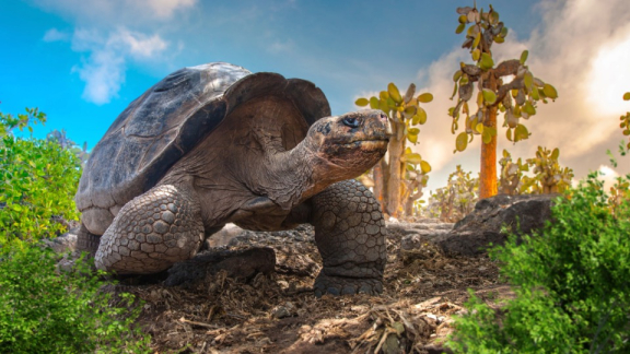 A Galápagos giant tortoise on dry terrain among cacti – typical wildlife of Ecuador’s Galápagos Islands.