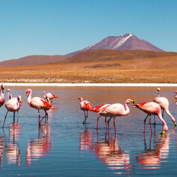 Auswandern nach Bolivien