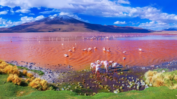 Gebirge in Bolivien, davor ein großer See, in dem sich viele Flamingos aufhalten, um unter anderem nach Futter zu suchen