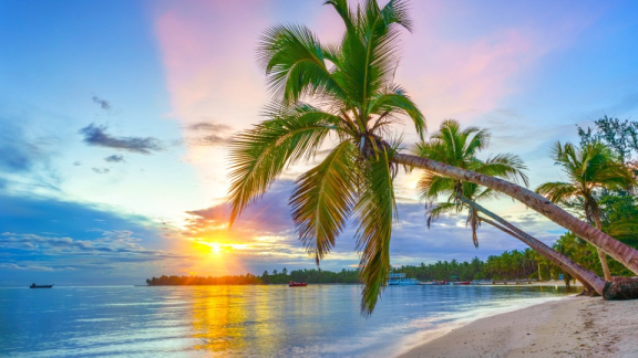 Beach with palm trees at sunset in the Dominican Republic.
