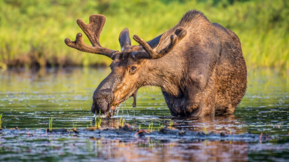 Scenic diversity in Canada: A moose drinks from a Canadian river.