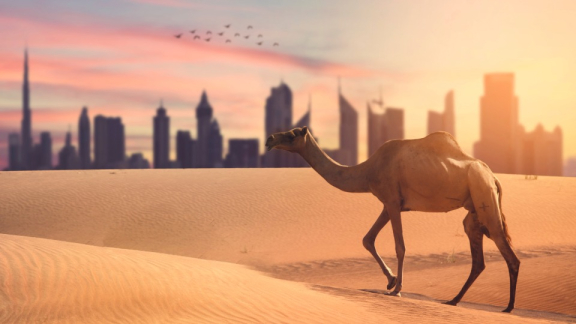 A camel is walking through a desert at sunset; a city in the UAE can be seen in the background