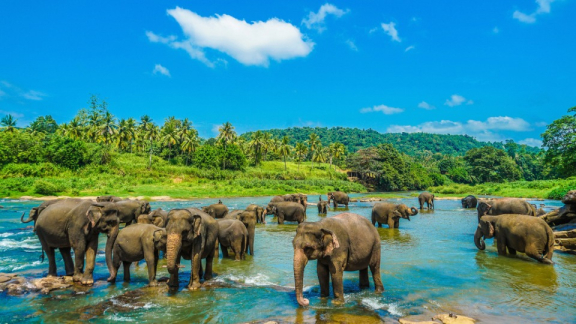 Indian elephants bathe and drink in a large river in Sri Lanka, with green forests visible in the background