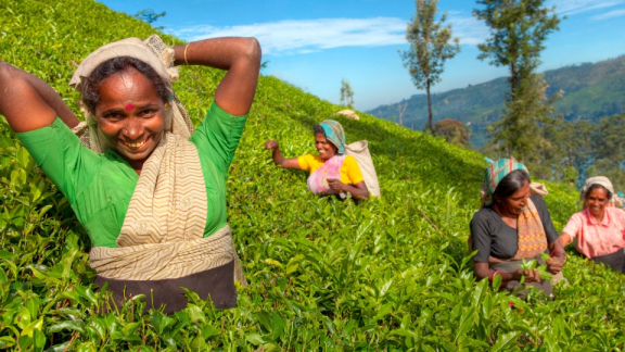 Women from Sri Lanka are harvesting tea on a plantation and chatting with one another as they work