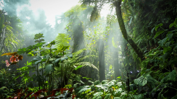 Rainforest in Singapore