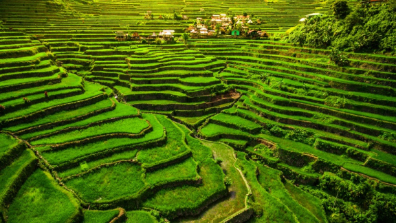 Aerial view of the rice terraces of the Cordilleras