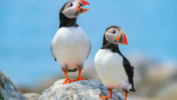 Two puffins standing on rocks against a blue sky in Iceland