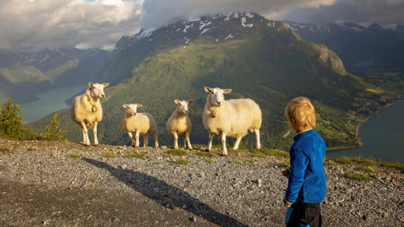 Child faces four sheep before a spectacular Norwegian fjord and mountain backdrop – embodying the spirit of 